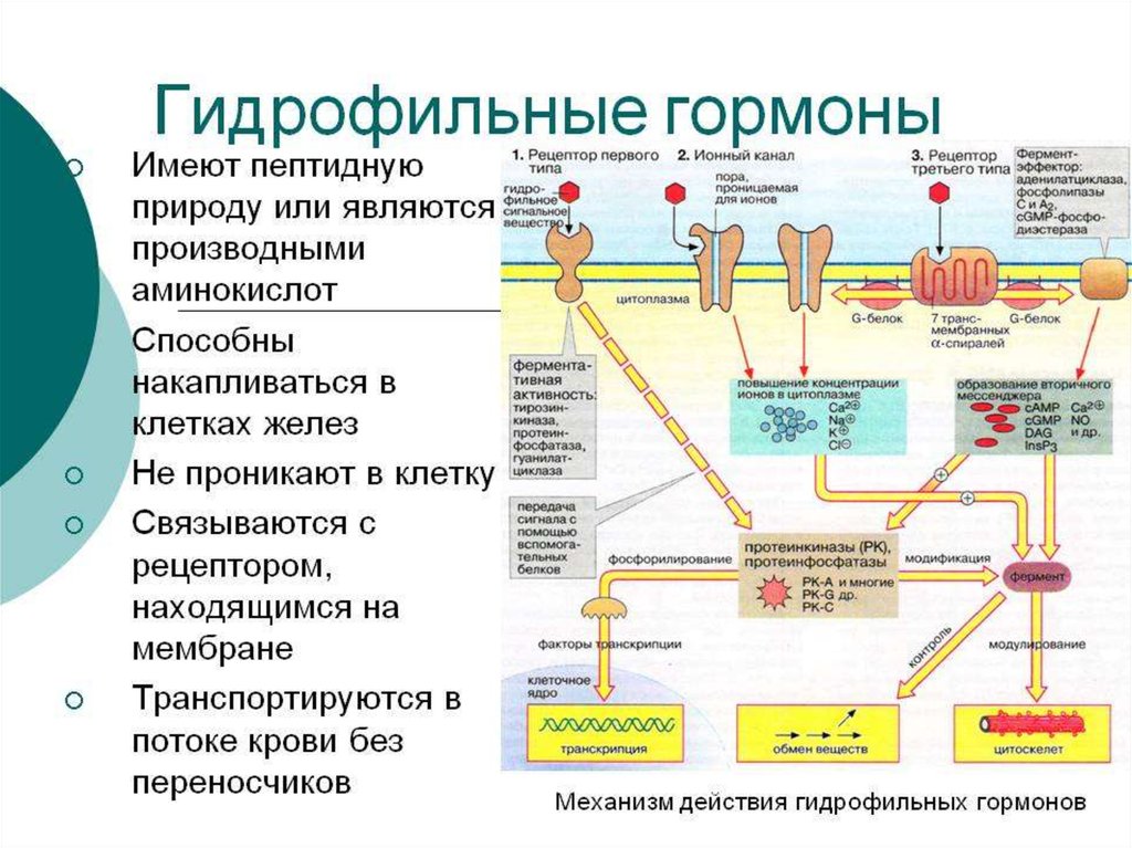 В ферменты входят гормоны. Механизм действия гидрофильных гормонов. Клеточные рецепторы для гормонов биохимия. Механизмы действия гормонов ( гидрофобный и гидрофильный).. Механизмы действия гормонов через ферменты.