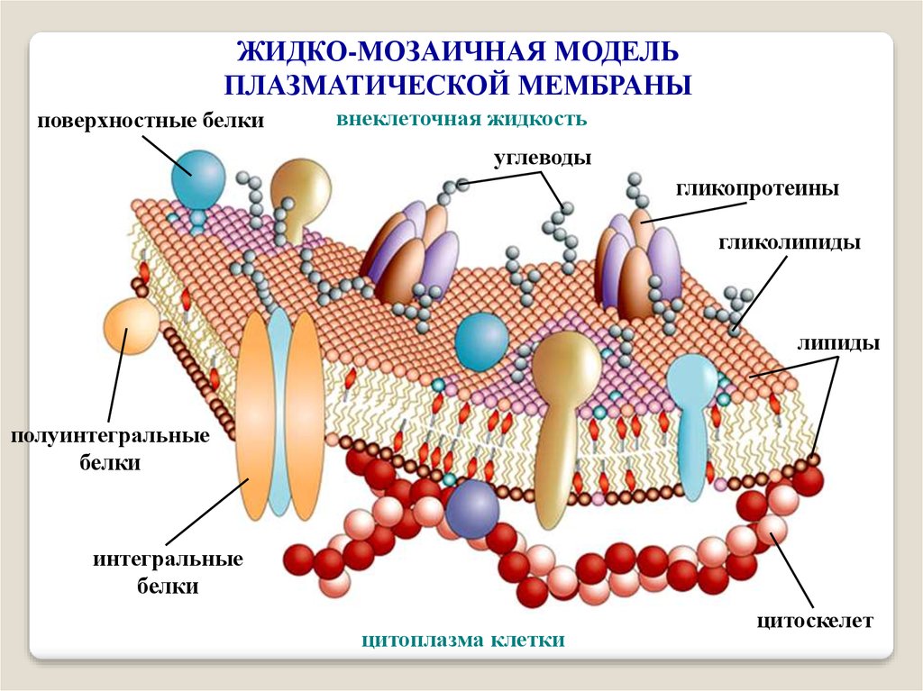 Строение биологической мембраны рисунок