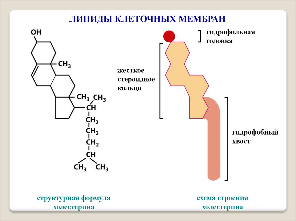 Липид уно. Химическое строение холестерола. Структурная формула холестерола. Строение холестерина биохимия. Структура холестерола биохимия.