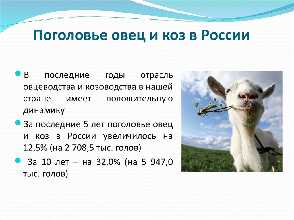 Поголовье коз. Овцеводство и козоводство. Козоводство в России коз. Поголовье овец в России. Козоводство в России презентация.