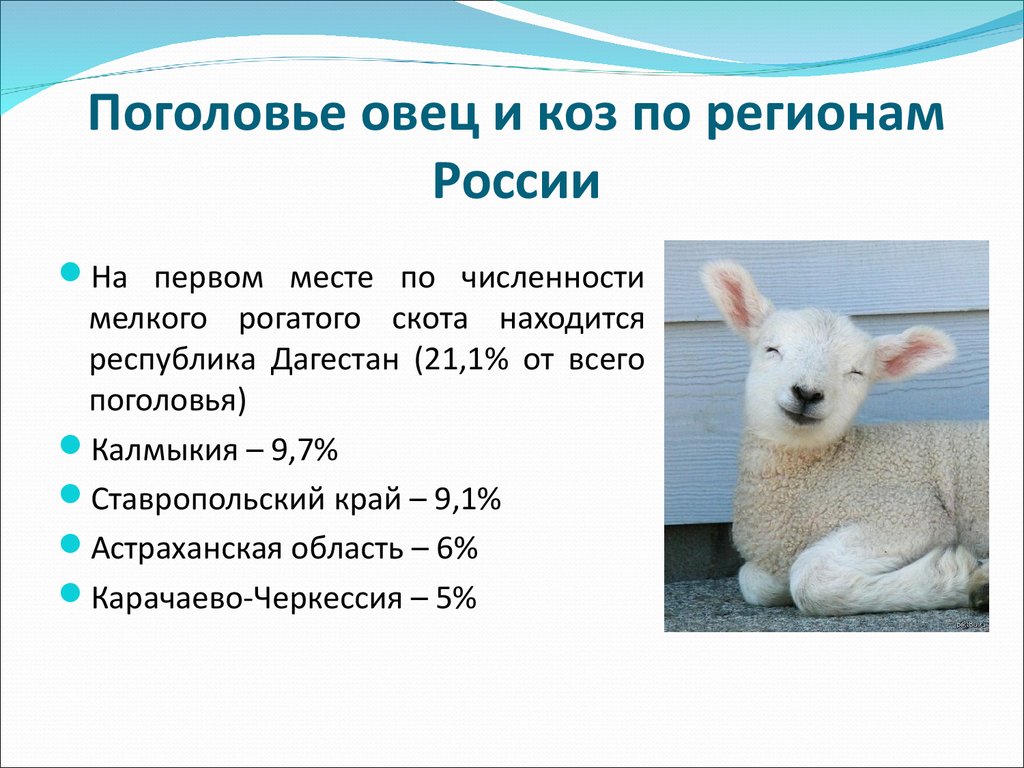 Поголовье овец и коз по регионам России
