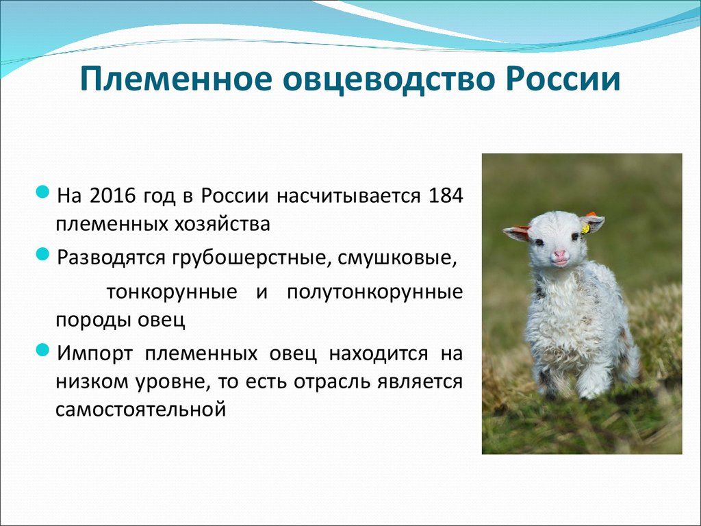 Овцеводство отрасль специализации. Овцеводство в России. Овцеводство и козоводство в России. Козоводство в России презентация. Особенности овцеводства в России.