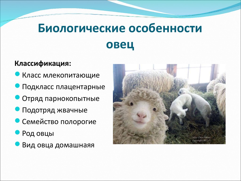 Овцеводство в какой природной зоне. Биологические особенности овец. Особенности овец. Классификация барана. Характеристика овцы.