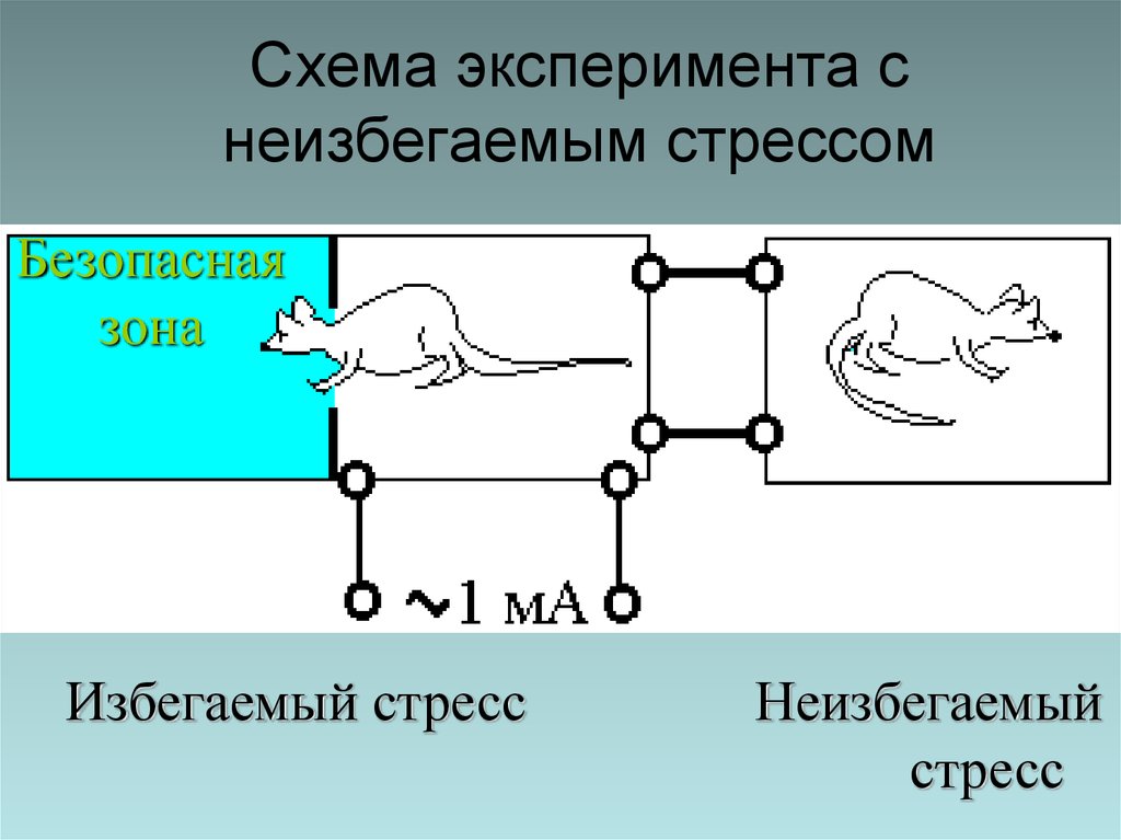 Промежуточной схемой эксперимента является