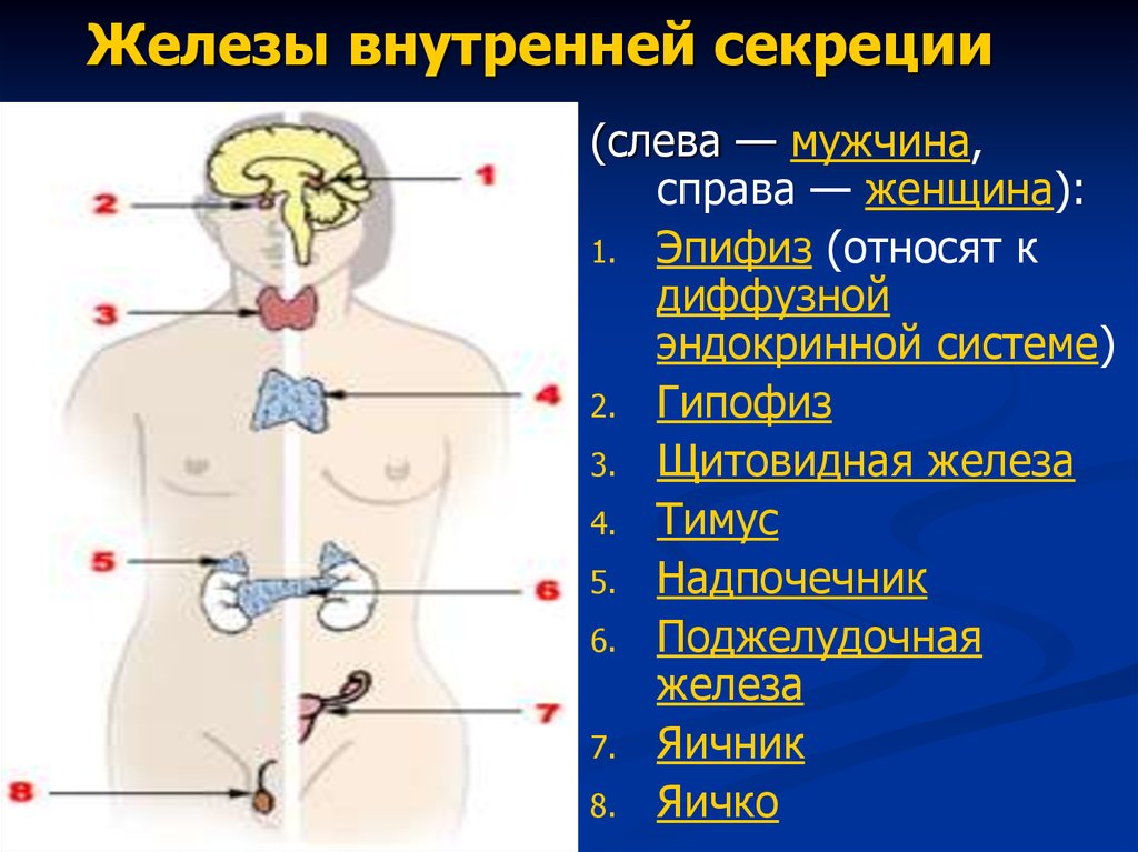 Эндокринная система гайворонский презентация