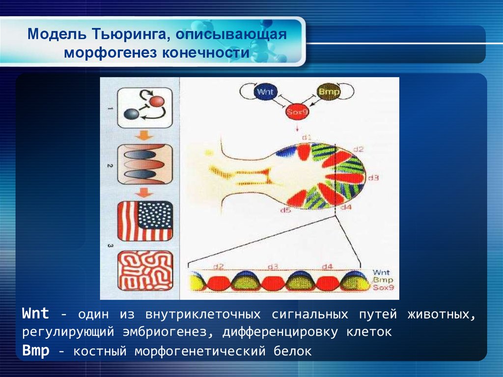 Модель Тьюринга, описывающая морфогенез конечности