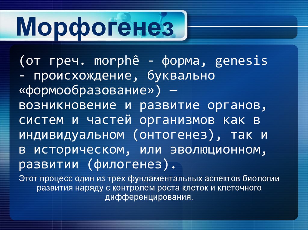 Морфогенез опухоли. Морфогенез. Морфогенез это в биологии. Морфогенез растений. Морфогенез этапы.