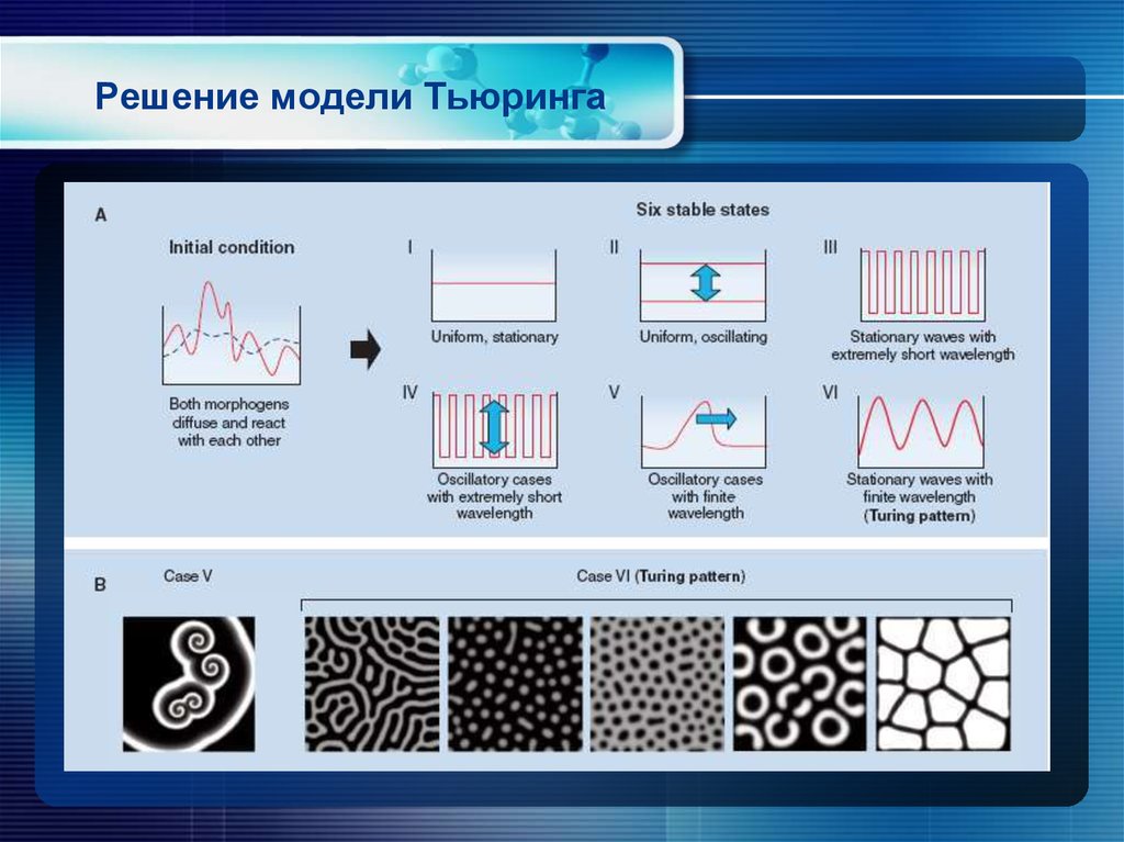 Решение модели Тьюринга