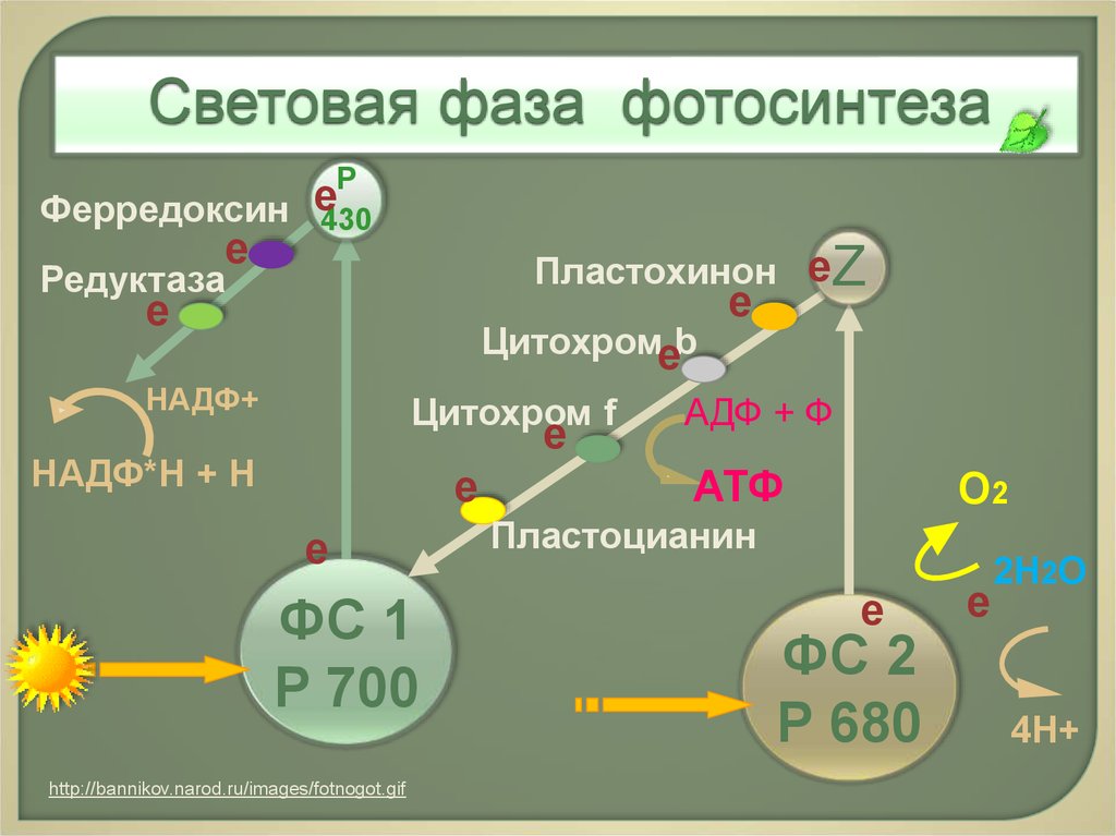 Световая фаза фотосинтеза схема