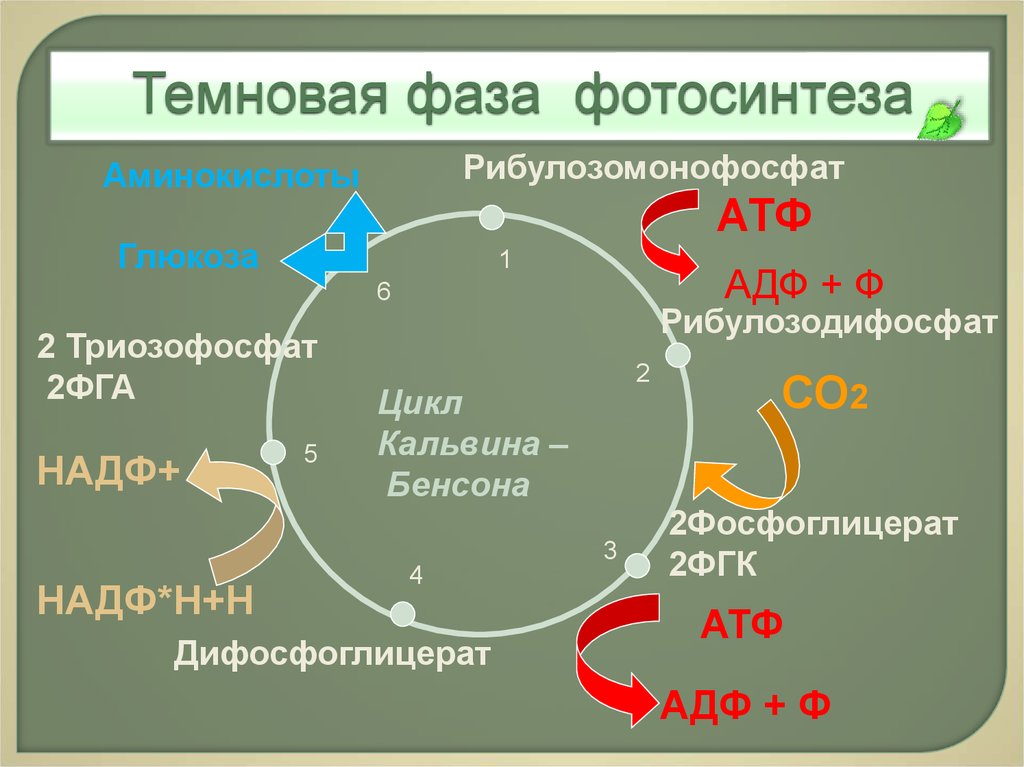 Темновая фаза таблица. Цикл цикл Кальвина. Схема Темновой фазы. Цикл Кальвина в фотосинтезе схема. Фотосинтез световая фаза и темновая фаза схема.