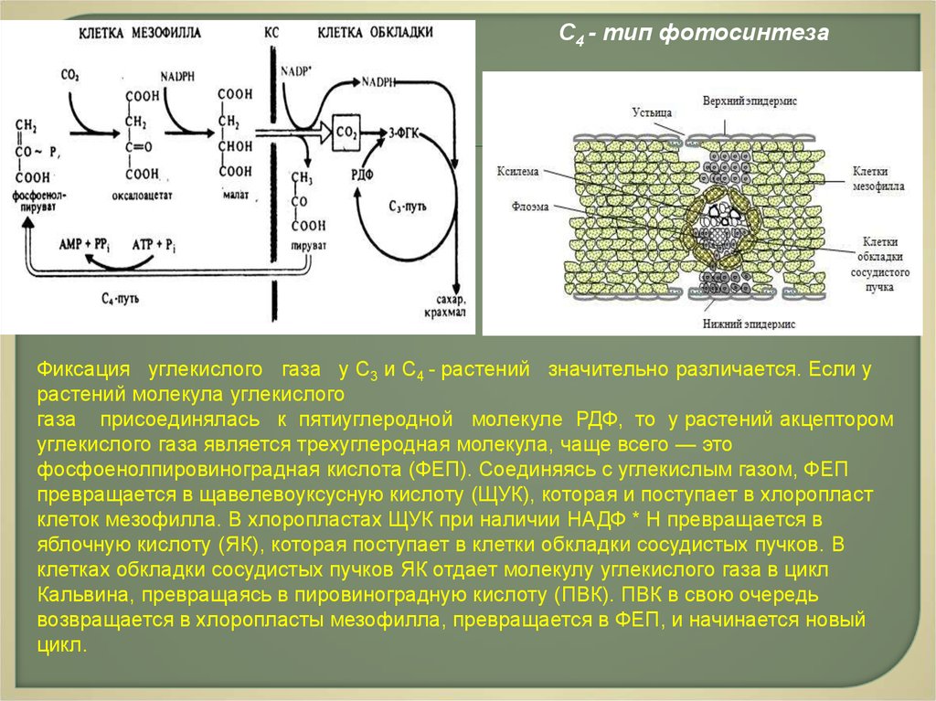 Надф в процессе фотосинтеза. Фиксация углекислого газа. Фиксация углекислого газа в растениях. Регенерация акцептора диоксида углерода. Фиксация углекислого газа клетками растения.