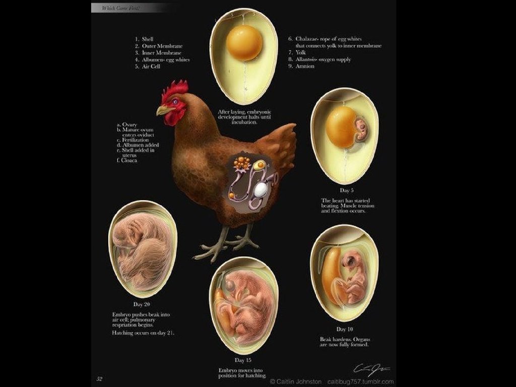 Стадии развития цыпленка в яйце фото