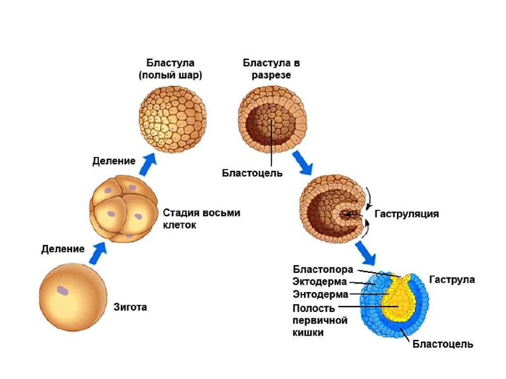 Каких классов позвоночных животных имеют крупные яйцеклетки. Фазы развития эмбриона мезодерма. Эмбриология стадии развития яйцеклетки. Яйцеклетка развитие эмбриональное развитие. Стадии эмбриогенеза оплодотворение.