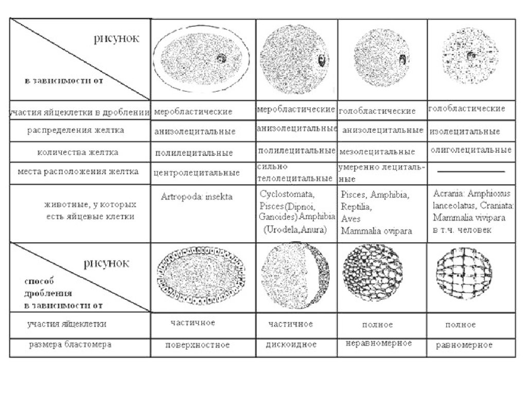 Типы яйцеклеток дробления и бластул. Типы дробления таблица. Дробление яйцеклетки строение. Типы яйцеклеток по количеству и распределению желтка.