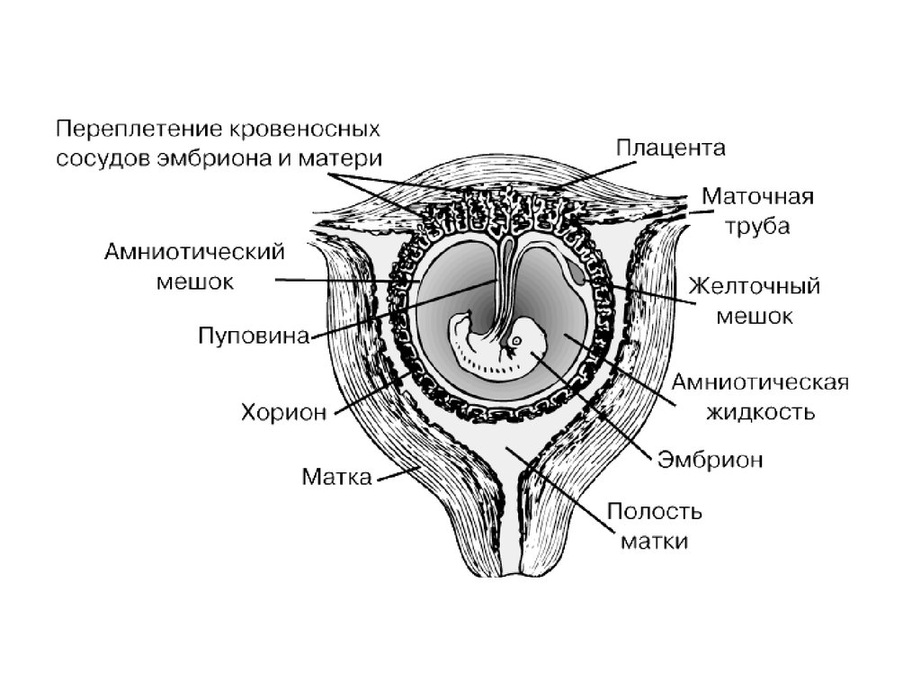 Развитие матки человека. Зародышевые оболочки амнион и хорион. Зародышевые оболочктсхема. Строение эмбриона в матке. Строение зародыша эмбриона человек.