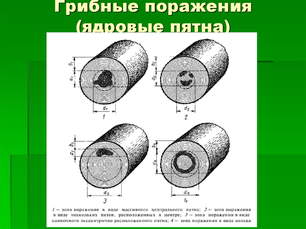 Поражения древесины. Пороки древесины грибковые поражения. Грибные поражения древесины древесины. Пороки древесины грибные поражения. Поражение древесины грибами.