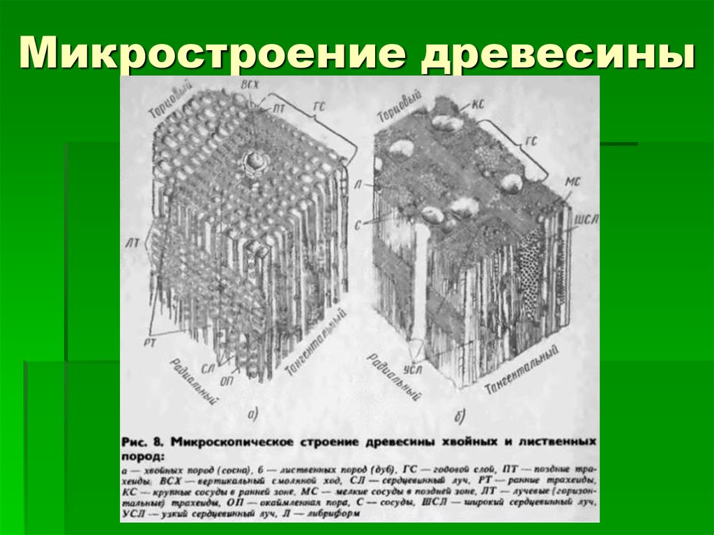 Микроскопическое строение дерева. Макроскопическое строение древесины хвойных пород. Макроскопическое строение древесины лиственных пород.. Микроскопическое строение древесины лиственных пород. Микростроение древесины лиственных пород.