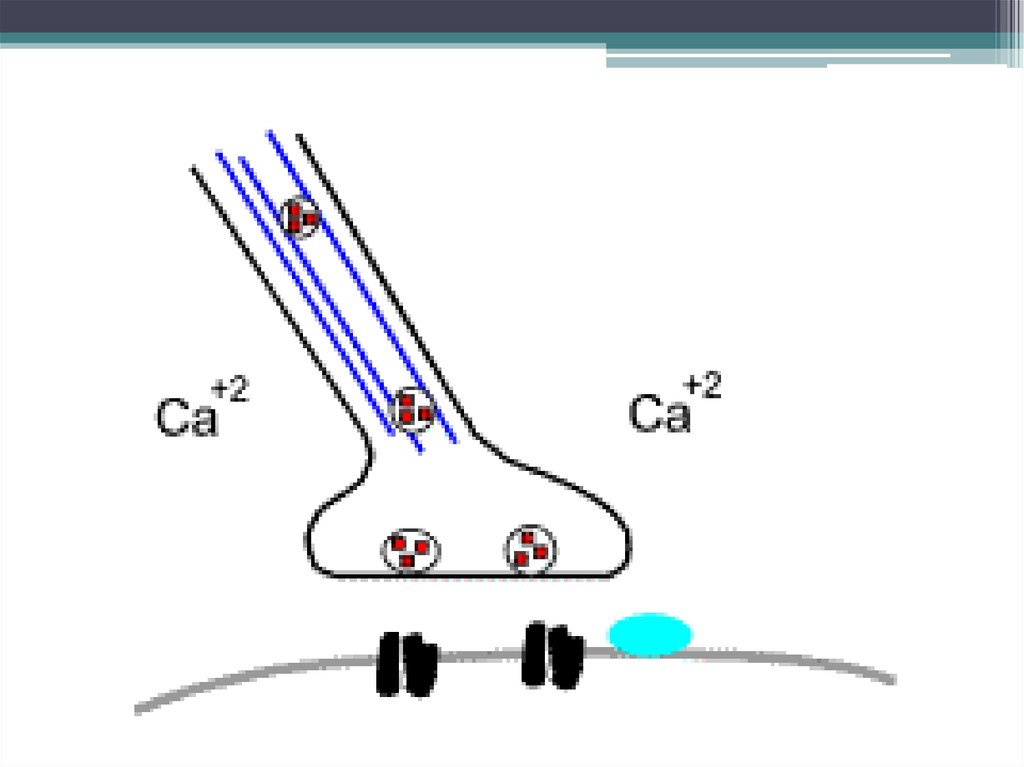 Возбуждение через синапс. Синапс. Синапс гифки. Химический синапс. Химический синапс физиология.