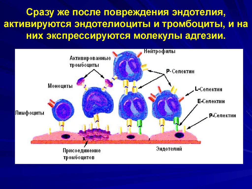 Гемостаз ригевидоном схема