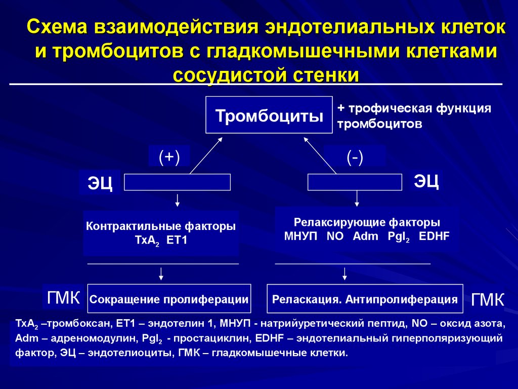 Механизм развития геморрагического синдрома