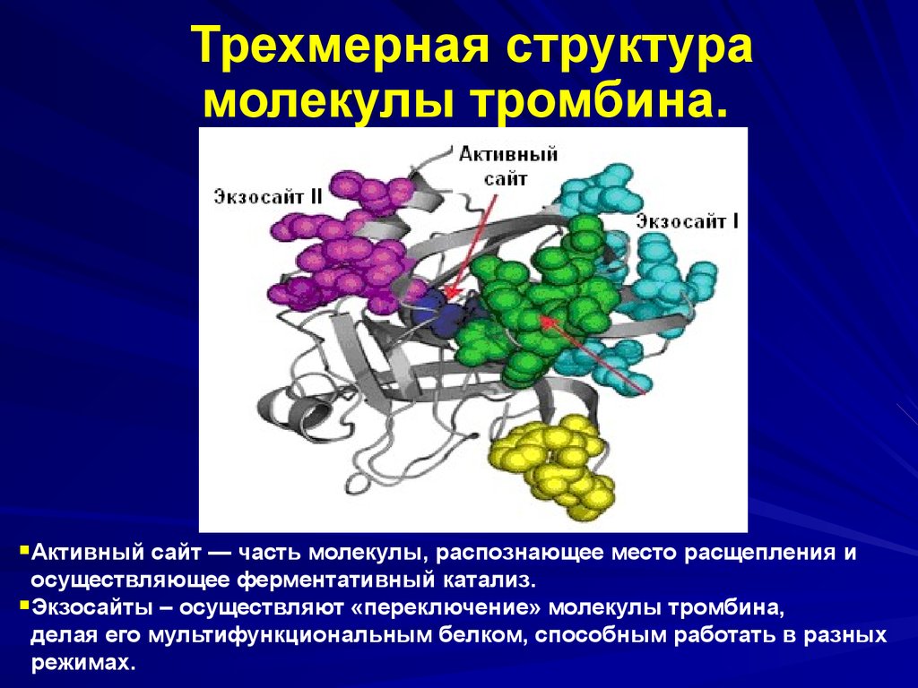 Действие тромбина