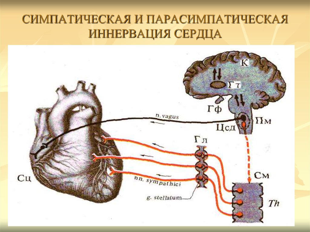 Блуждающий нерв парасимпатическая нервная. Блуждающий нерв иннервация сердца схема. Схема парасимпатической и симпатической иннервации сердца.. Симпатическая иннервация сердца схема. Парасимпатическая иннервация сердца физиология.