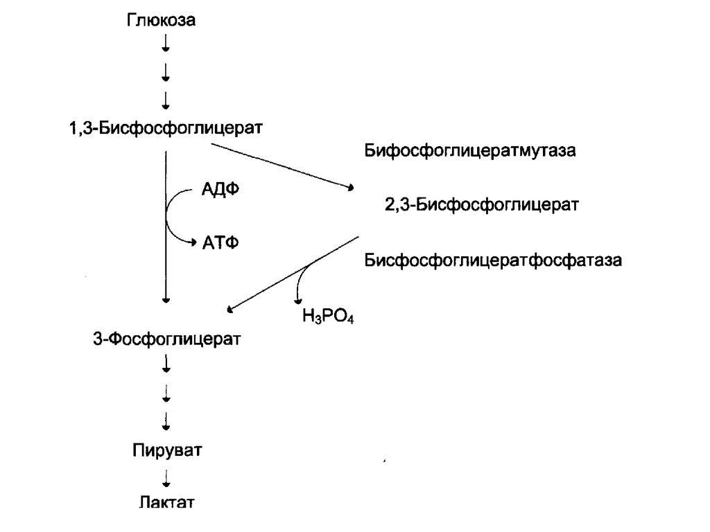 Пируват атф. Метаболизм 2,3-дифосфоглицерата в эритроцитах. Метаболизм 2,3-бисфосфоглицерата в эритроцитах. Схема метаболизма эритроцитов. Метаболизм Глюкозы в эритроцитах биохимия.