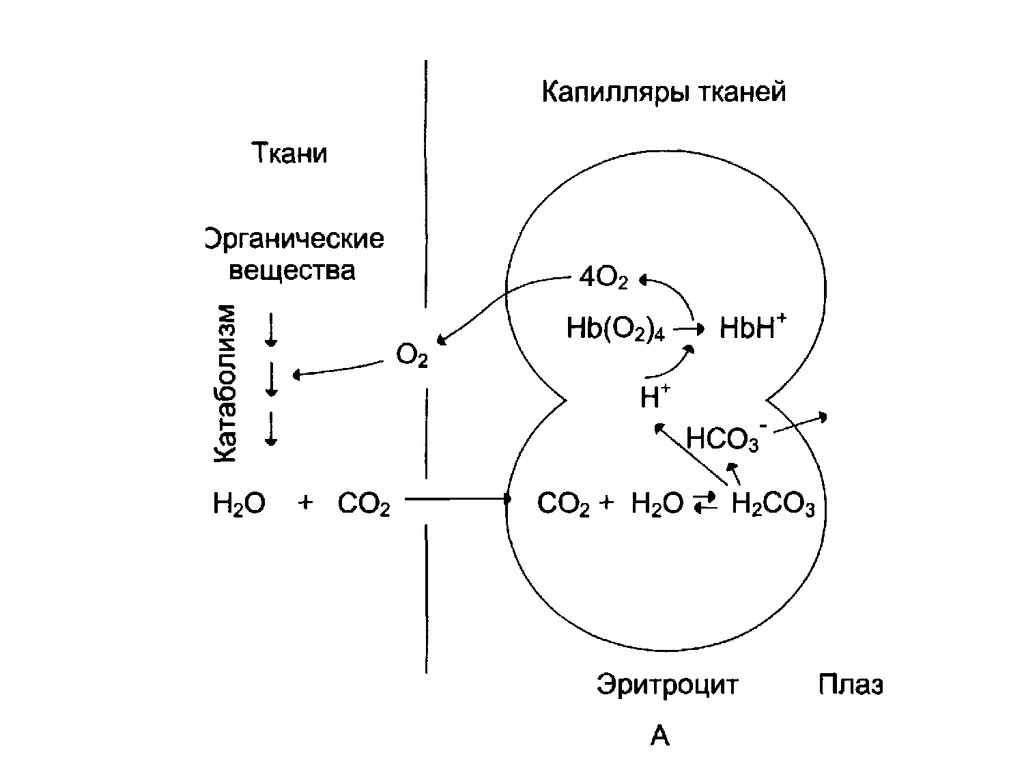 Схема метаболизма эритроцитов