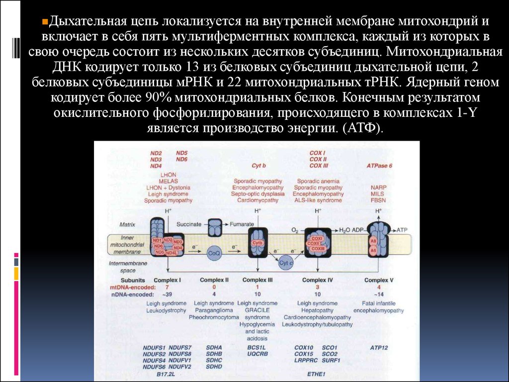 Митохондриальные болезни презентация