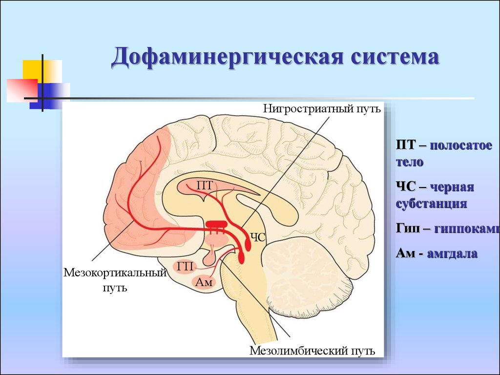 Проведенные на головном мозге. Мезолимбическая Дофаминовая система. Дофаминергическая система ствола мозга. Дофаминовые рецепторы лимбической системы. Мезокортикальная Дофаминовая система.