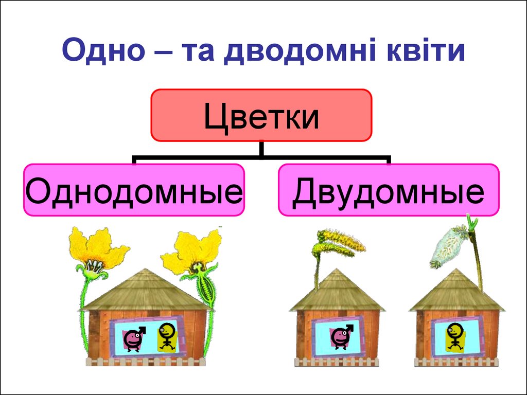 Однодомные растения. Однодомные и двудомные. Ива однодомное или двудомное. Растения бывают однодомные и двудомные. Однодомные и двудомные цветки.