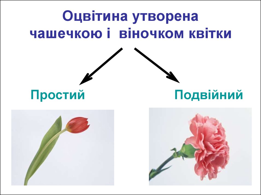 Двойной околоцветник образован. Околоцветник чашечка и венчик. Околоцветник образован. Околоцветник простой и двойной.