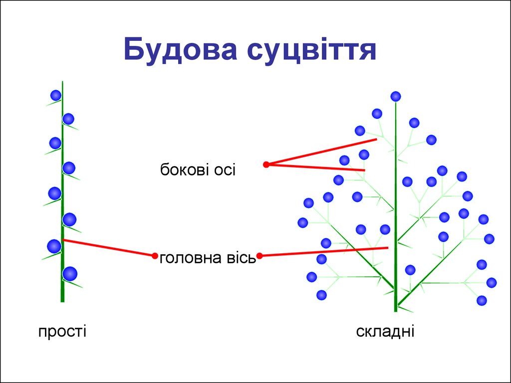 Ось цветка. Строение соцветия. Структура соцветия. Боковые оси соцветия. Строение простых и сложных соцветий.