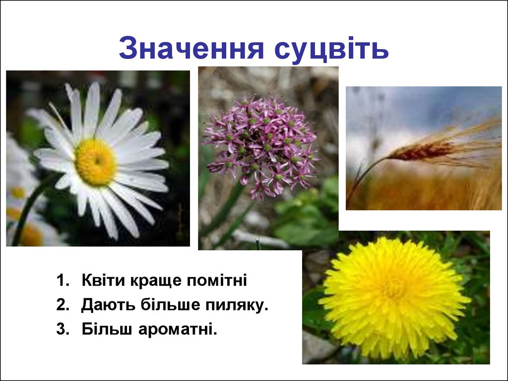 Растение много пыльцы. Растение на котором много пыльцы. Цветок на котором много пыльцы. Растения у которых многопыдьцы. Растения с пыльцой названия.