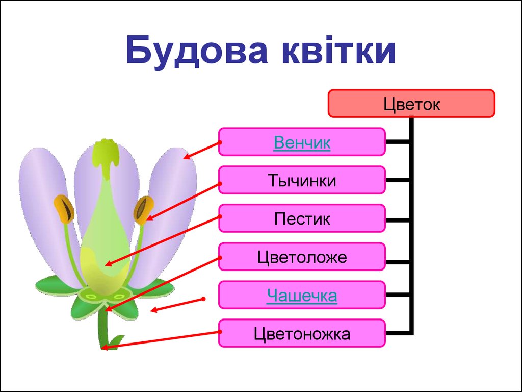 Цветок венчик зародыш какое понятие следует вписать. Будова квітки. Венчик цветка. Венчик цветка не. Будова квітки віночок.