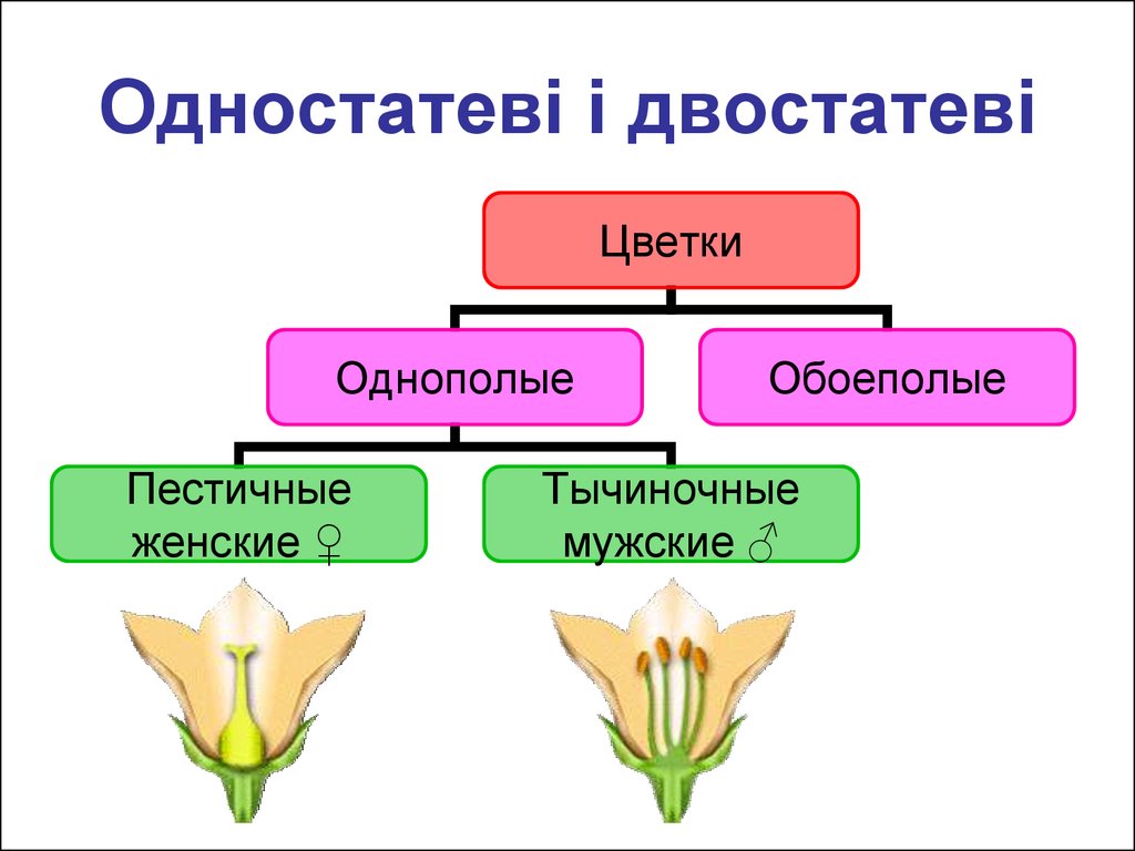Обоеполым цветком называют. Цветки обоеполые и раздельнополые 6 класс биология. Однополые и обоеполые цветки. Обоеполый, мужской, женский цветок. Цветки тычиночные, пестичные и обоеполые.