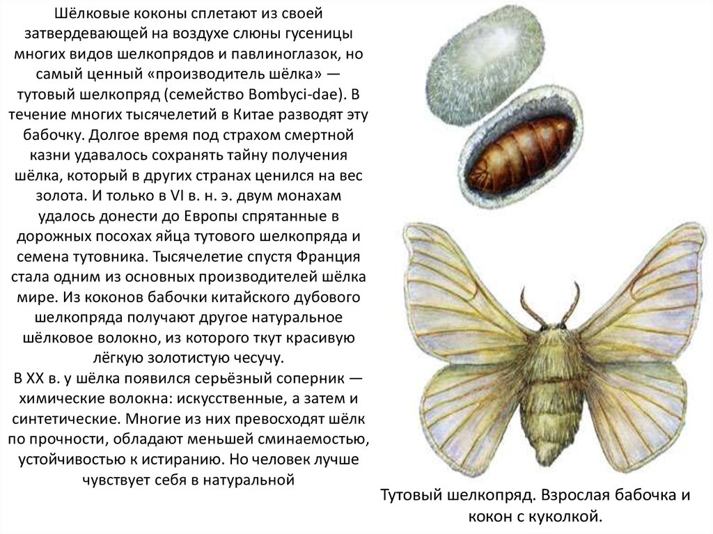 Бабочки курской области с фотографиями и названиями