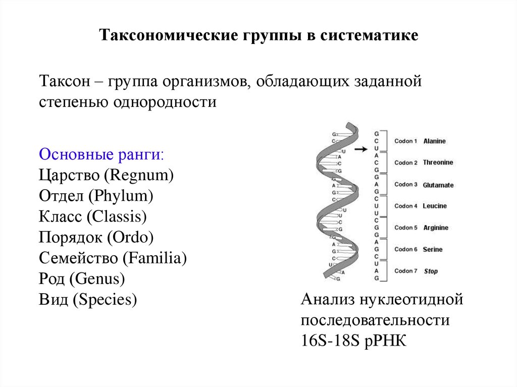 Домен таксон. Таксономические группы. Систематика. Систематика таксонов. Современная систематика таксоны.