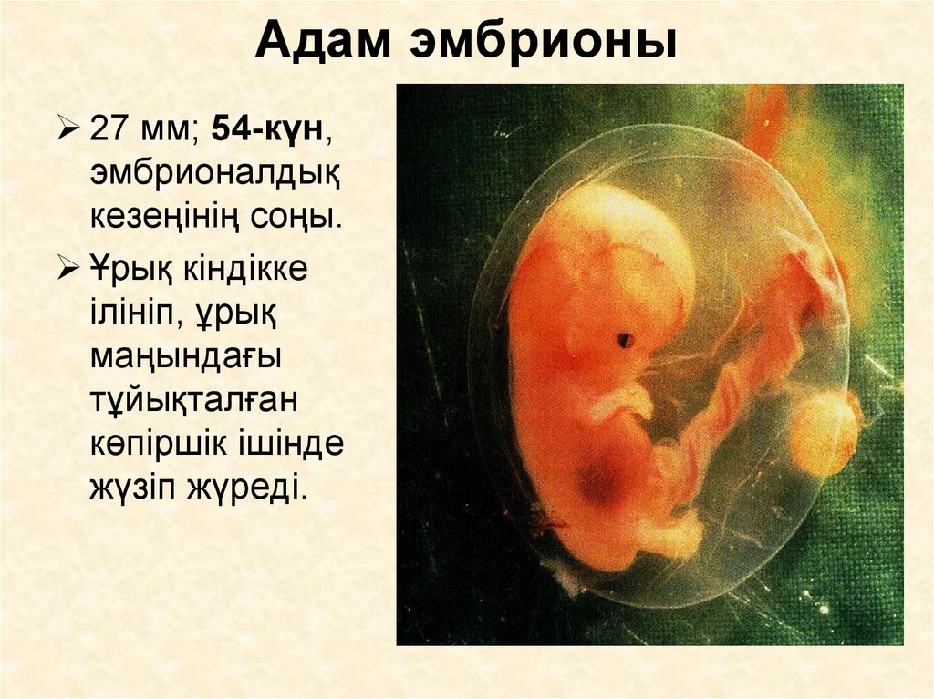 Адам эмбрионы