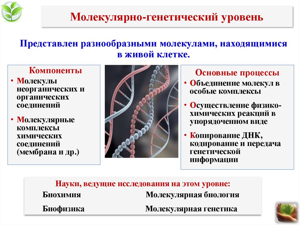 Уровни организации кровь. Молекулярно генетический уровень организации процессы. Молекулярно-генетический уровень организации жизни. Молекулярно-генетический уровень жизни. Молекулярный уровень биология.