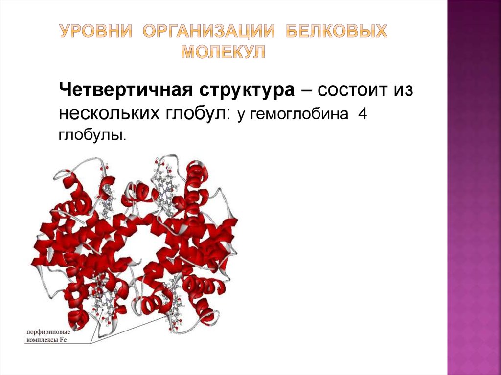 В организации белковых