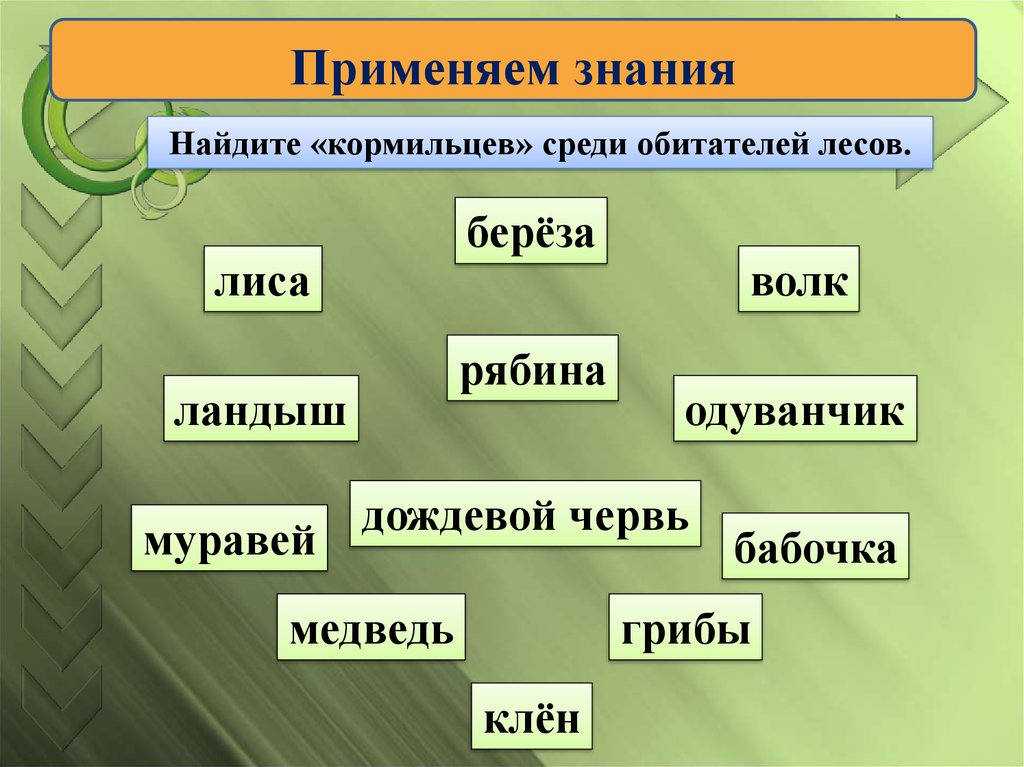 Растения кормильцы. Лес кормилец. Кормильцы. Узнай лесного жителя.