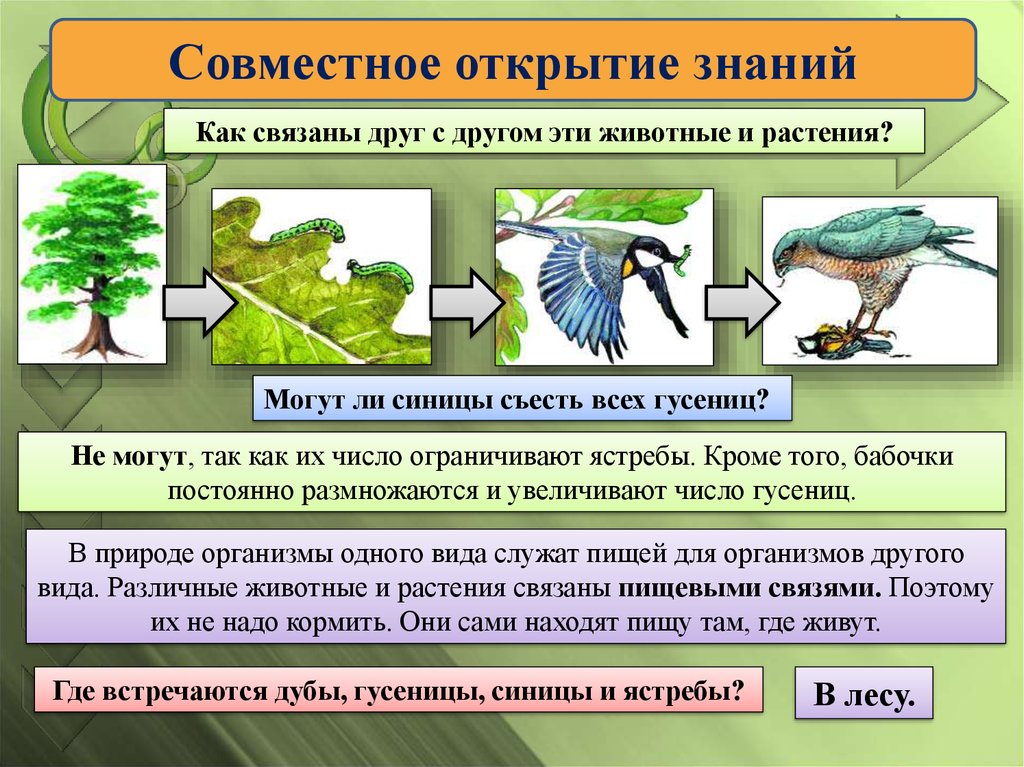 Экосистема план урока