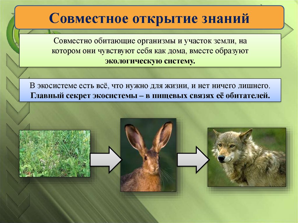 Экологическое описание дикой кошки в экосистеме. Экосистема 2 класс окружающий мир. Экосистема кроликах. Животные в экосистеме. Экологическое описание кролика.