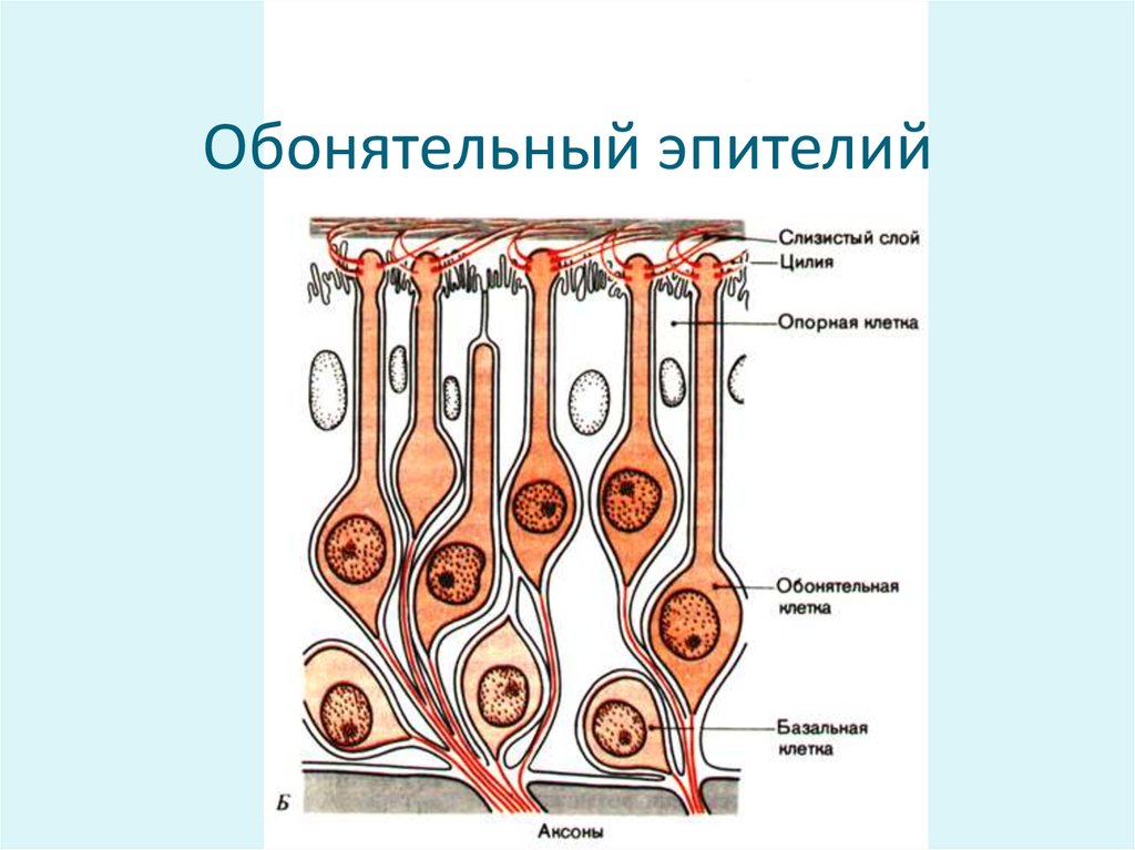 Обонятельный анализатор рисунок