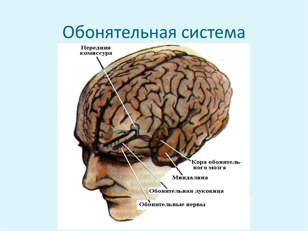 Обонятельные доли мозга. Обонятельный мозг. Обонятельная сенсорная система. Обонятельные луковицы головного мозга. Обонятельная луковица мозга.
