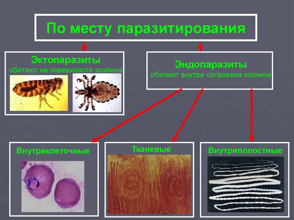 Чем наружные паразиты отличаются от. Эндопаразиты и эктопаразиты. Эктопаразиты человека примеры. Паразиты эндопаразиты эктопаразиты.