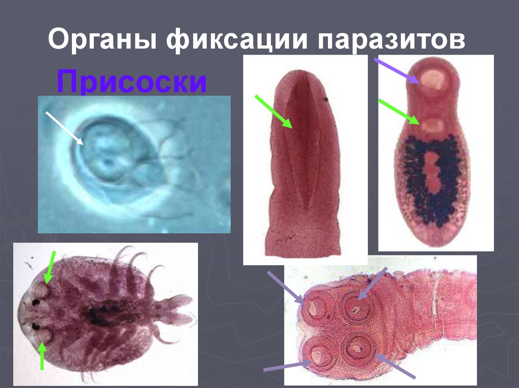 Паразитология клещи презентация