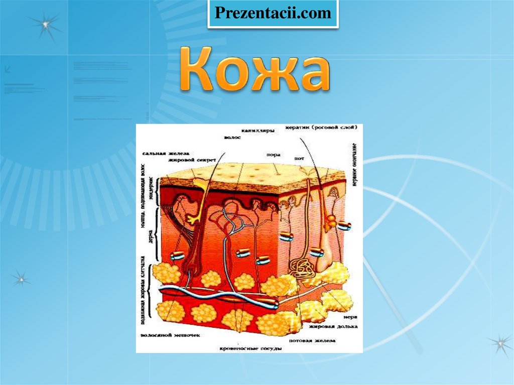 Презентация кожа человека