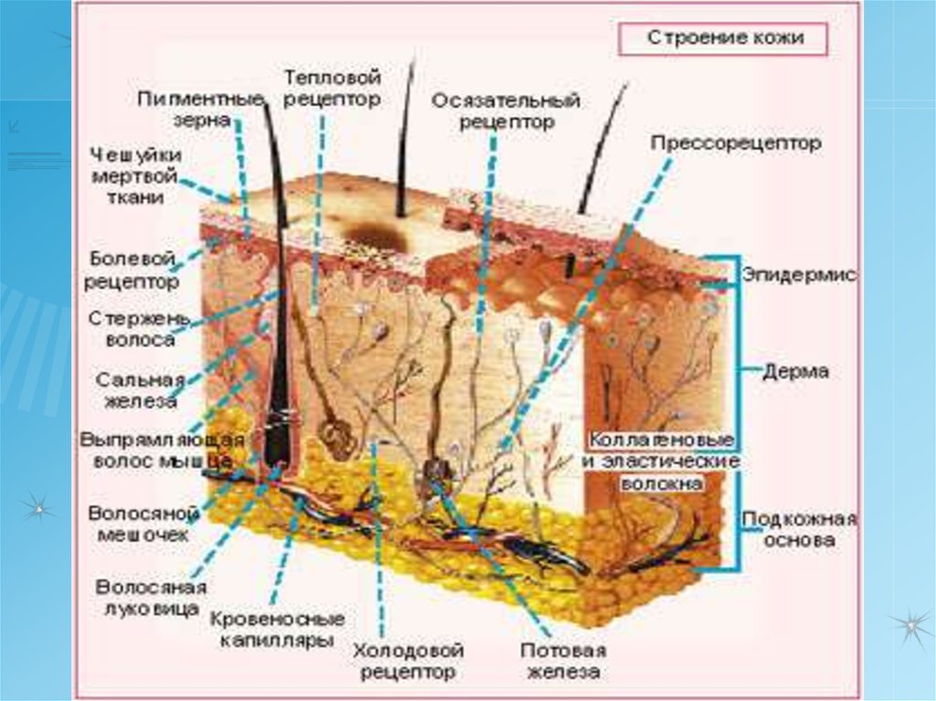 Распределите структурные компоненты кожи. Строение кожи. Структура кожи. Схема строения кожи. Строение кожи анатомия.